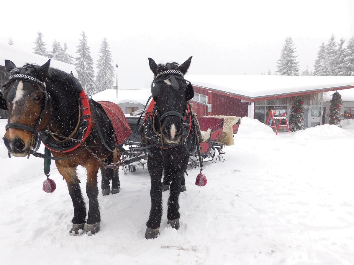 Waldhotel Rennsteighoehe Frauenwald Dış mekan fotoğraf